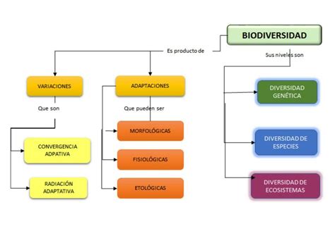 Mapa Conceptual De La Biodiversidad Para Secundaria Flujo Porn Sex