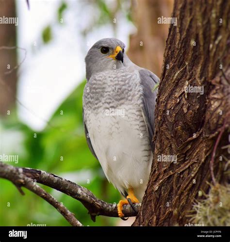 Grey goshawk australia hi-res stock photography and images - Alamy