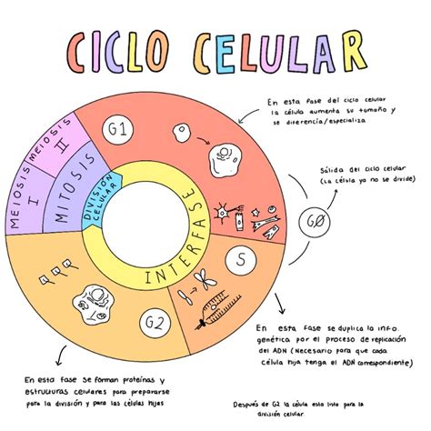 the ciclo celuar wheel is shown with different colors and words on it