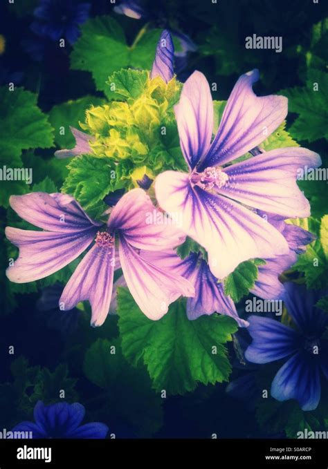 Purple geranium flowers Stock Photo - Alamy