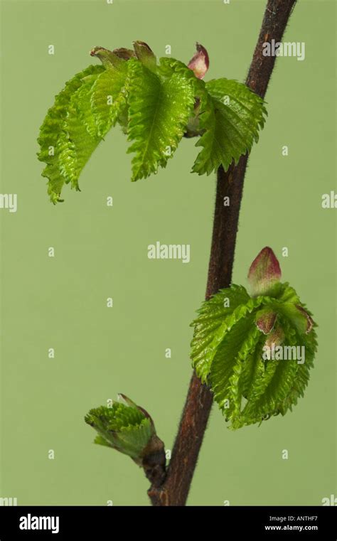 English Elm Hi Res Stock Photography And Images Alamy