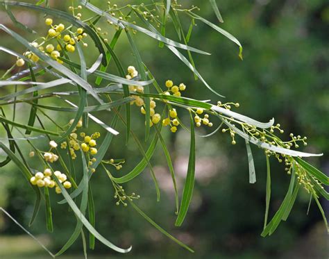 Gardening 101 Acacia Gardenista