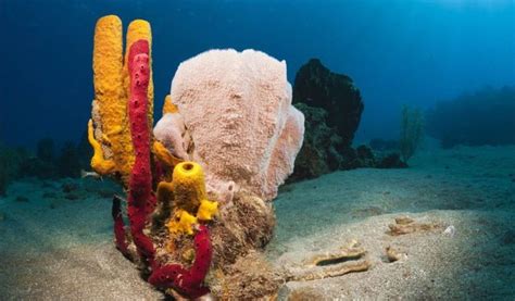 A Estranha Habilidade Das Esponjas Marinhas Que Intriga Cientistas E