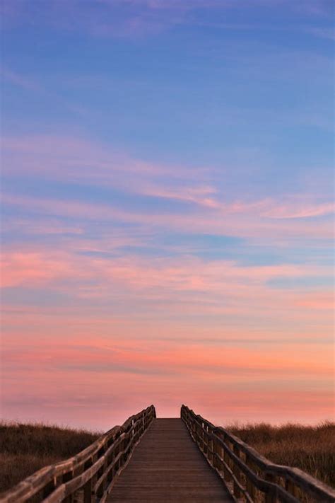 birds on trees · Free Stock Photo