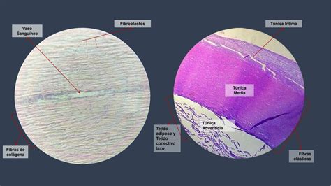 Imagenes Histologicas Se Aladas Alexa Mej A Carmona Udocz