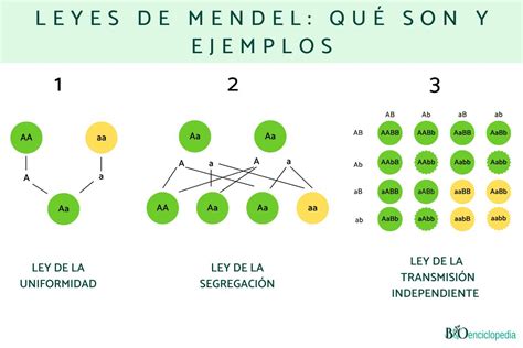 Explica Las Leyes De Mendel Mediante Ejemplos Realizando Un Esquema