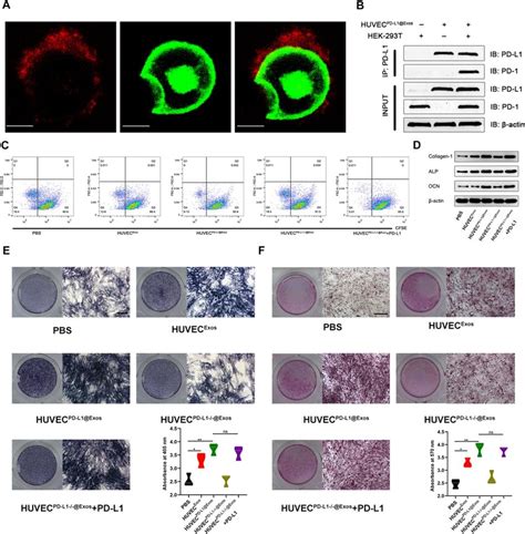 Exosomal Pd L Inhibited T Cell Activation And Enhanced Osteogenic