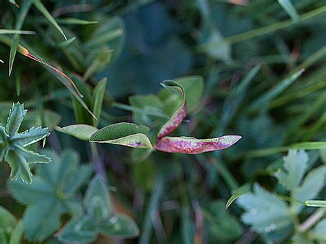 Trifolium Pflanzengallen Dr Hans Buhr