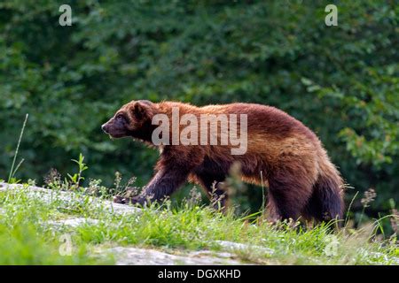 Wolverine or Glutton (Gulo gulo), Sweden, Europe Stock Photo - Alamy