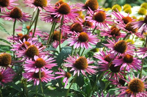 Purpur Sonnenhut Js Pica Bella Echinacea Purpurea Wyss Shop