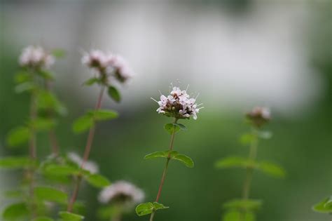200+ Free Oregano & Herbs Images - Pixabay