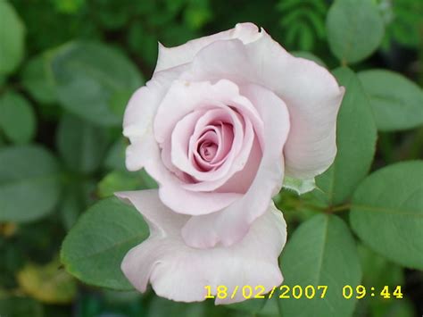 Rose Blue Moon Hybrid Tea My Garden Annette Wright Flickr