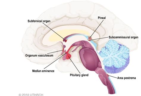 Blood Brain Barrier And Cerebral Metabolism Section 4 Chapter 11