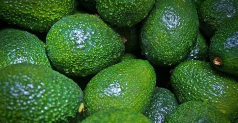 Perú exportaría 624 000 toneladas de palta Hass este año