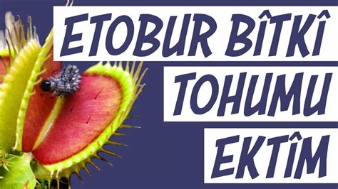 Etobur Bitki Tohumu Nas L Ekilir Etobur Bitki Tohumu Ektim Venus