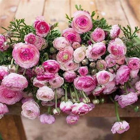 Ранункулюс (лютик) Picotee Roze розовый🌷 - купить луковицы и клубни в ...