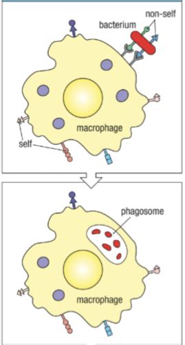 Immunology Chapter 3 Innate Immunity Flashcards Quizlet