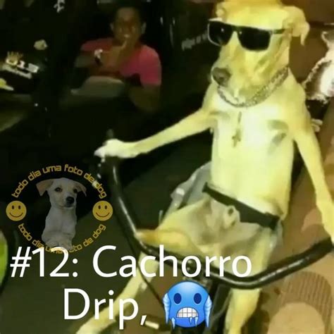 12 Cachorro Drip IFunny Brazil