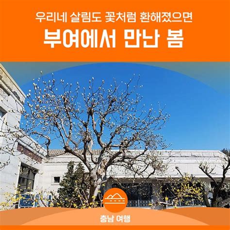 부여에서 만난 봄 충청남도 웰로