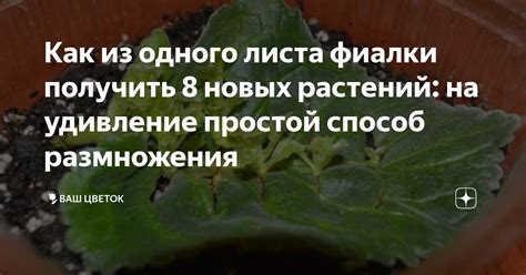 Как из одного листа фиалки получить 8 новых растений на удивление