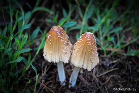 Coprinellus Radians From Cth Ms Boscobel Wi Us On June At