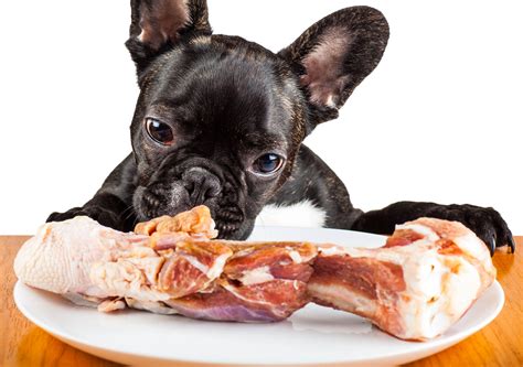 Supplies For A Dog's Raw Diet