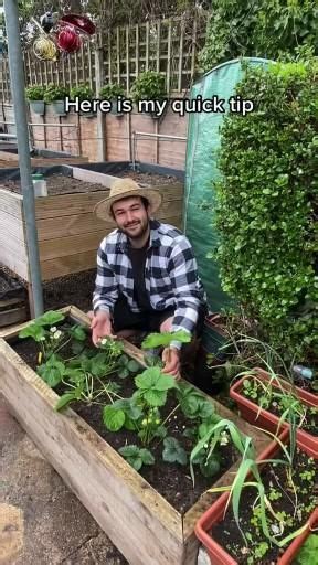 How To Grow Strawberry From Seed Video Indoor Vegetable Gardening