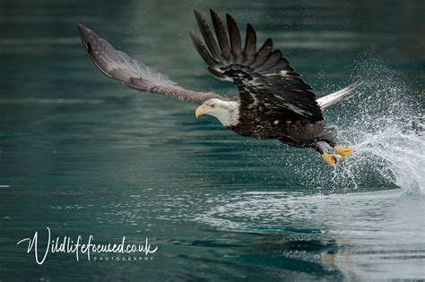Bald Eagle — Wild Life Focused