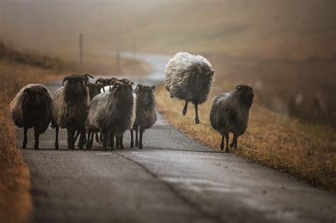 Herd Of Sheep Photography Nature Animals Sheep Hd Wallpaper