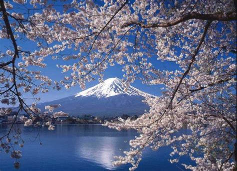 Japan Cherry Blossom 2023 Forecast The Dates Top 10 Best Places To