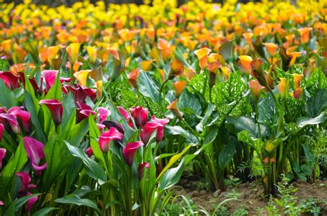 Arum Lily: These Plants Will Thrive Growing In Moist Soil, But Often Need Winter Protection ...