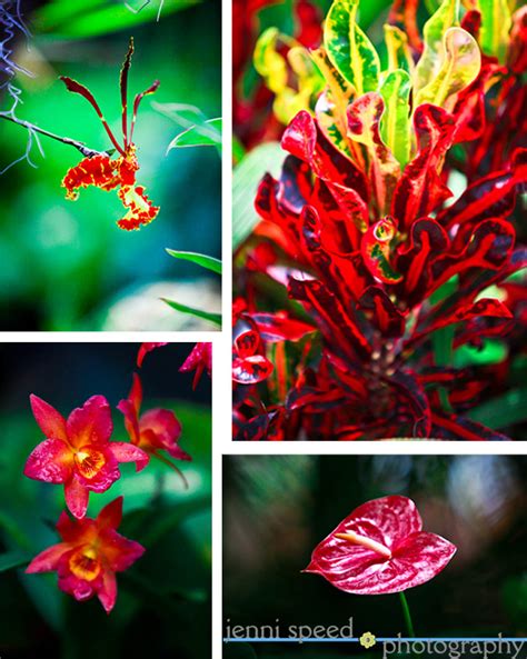 Hawaii’s Tropical Flowers in Bloom | Jenni Speed Photography