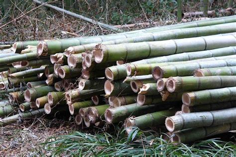 Bamboo Farming Business बांस का बिजनेस शुरू कर करें लाखों की कमाई