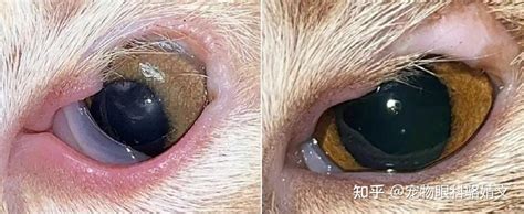 猫咪眼睑缺损 知乎