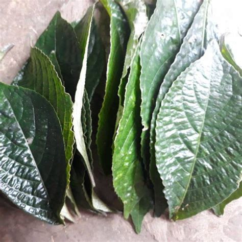 Jual Daun Keji Beling Ki Beling Pecah Beling Segar 500 Gram