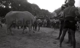 Upacara Adat Pemakaman Raja Pau Di Malolo Sumba Ntt Datatempo