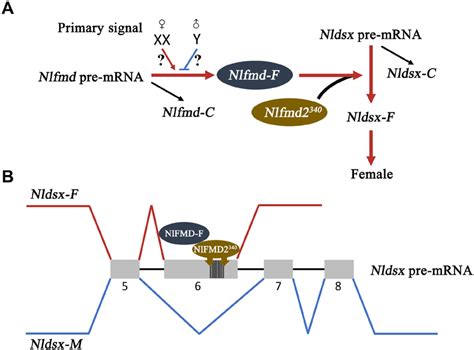 A Proposed Model For Sex Determination In Bph A Model For Sex