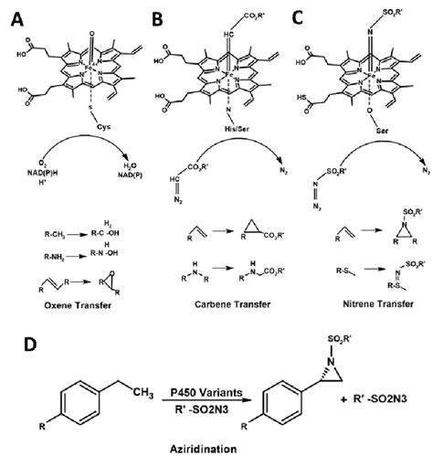 Engineering Of P450s For C C And C H Bond Functionalization Through Download Scientific Diagram