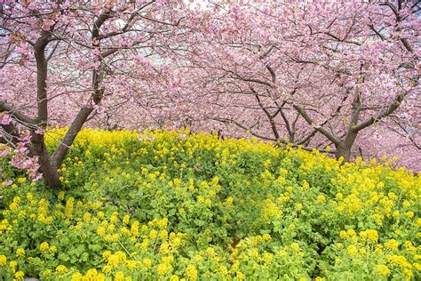 árboles flores parque primavera Sakura floración rosa flor