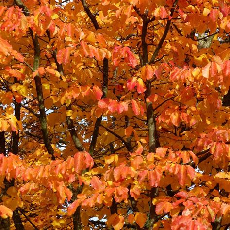 Persian Ironwood Tree Supply And Planting By Hortlands Nursery