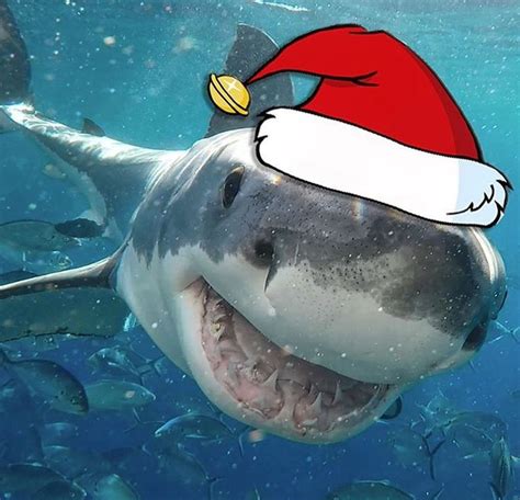 Santa Shark In The Ocean