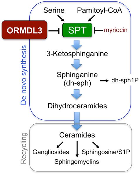 Frontiers ORMDL3 And Asthma Linking Sphingolipid Regulation To