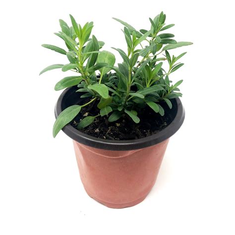 Hyssop Live Plant For Sale Mayernik Kitchen