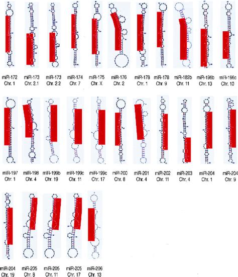 Predicted Secondary Structures Of The Novel Human MiRNA Putative