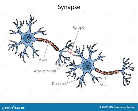 Synapse Labeled Diagram And Receptor Vector Illustration