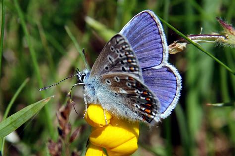 Common Blue Butterfly - Ray Brown Wildlife Photography | Ray Brown ...