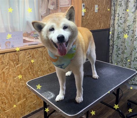 【本日のお客様】モモちゃん【柴犬】 ⭐秋田県湯沢市 トリミングサロン かわつら⭐