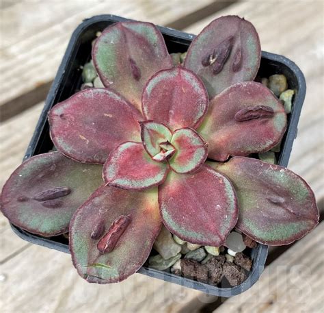 Shpr Echeveria Nodulosa Maruba Benitsukasa