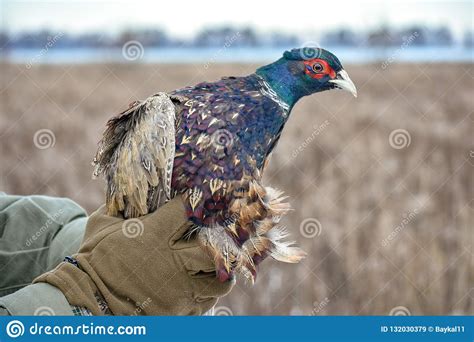 Portrait Of A Common Pheasant Phasianus Colchicus In Man Hand Stock