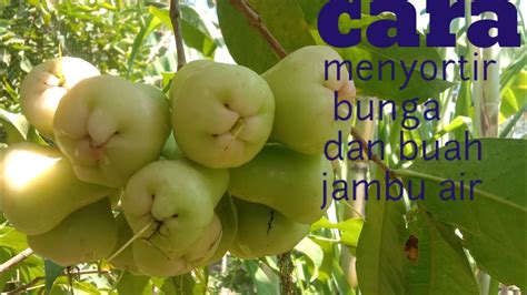 Cara Menyortir Buah Jambu Madu Deli Agar Tumbuh Lebih Maksimal Youtube